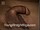 ArabStraightBoys.com_Fawzi_EnhancedSnapshots_0884.jpg