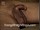 ArabStraightBoys.com_Fawzi_EnhancedSnapshots_0890.jpg