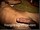 ArabStraightBoys.com_Fawzi_EnhancedSnapshots_0978.jpg