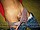 tnYoungStraightBoys.com_Fawzi_0054.JPG