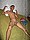 tnYoungStraightBoys.com_Fawzi_0134.JPG